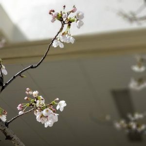 2018年春0323桜1