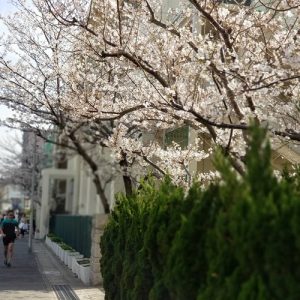 2018桜御影