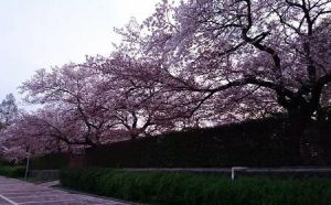 王子公園?